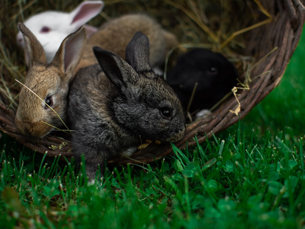 black rabbit on green grass during daytime