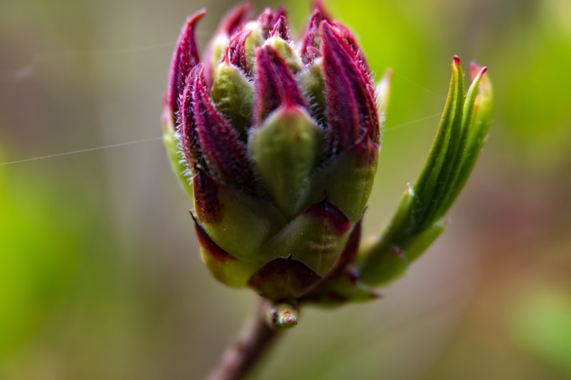 Bud