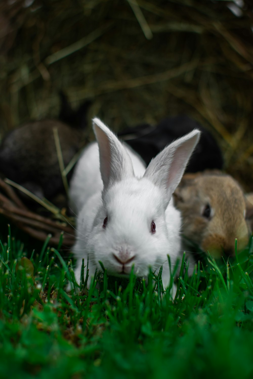 conejo blanco en hierba verde durante el día