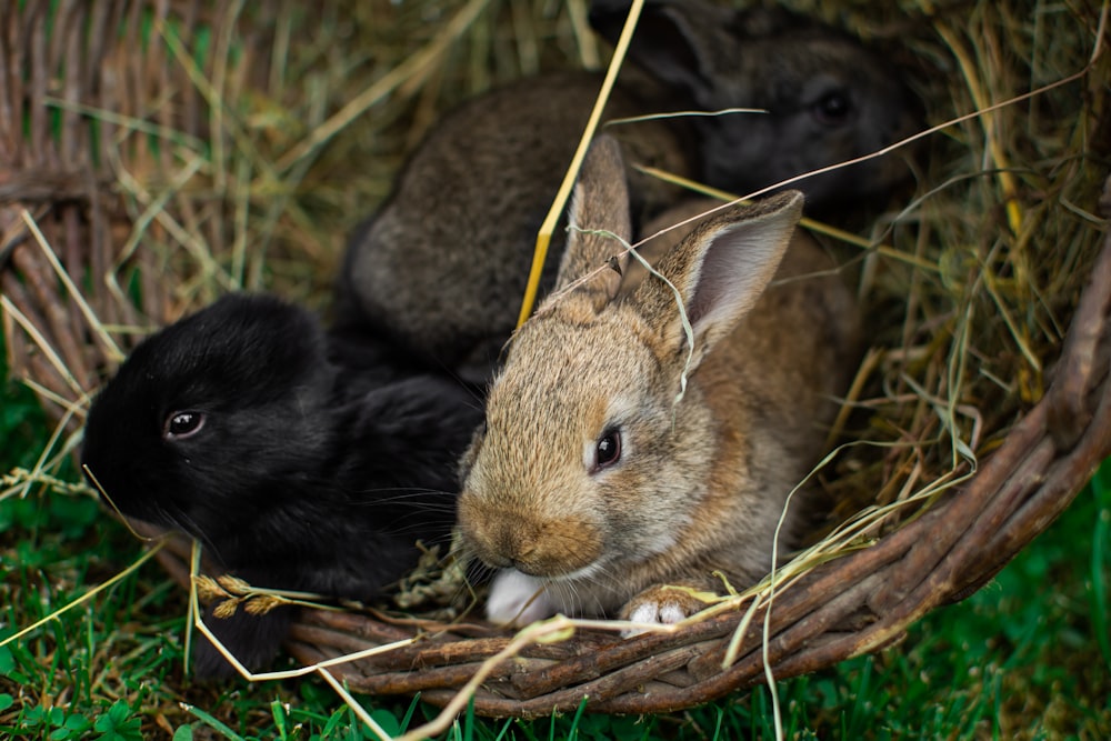 brown rabbit on brown grass