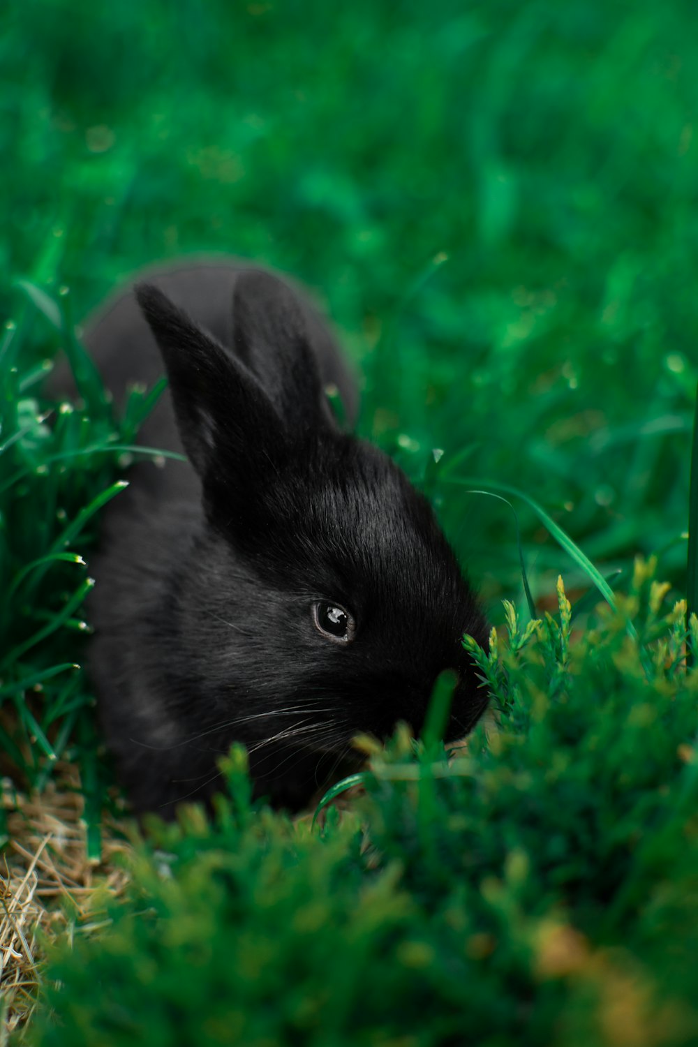 black rabbit on green grass during daytime