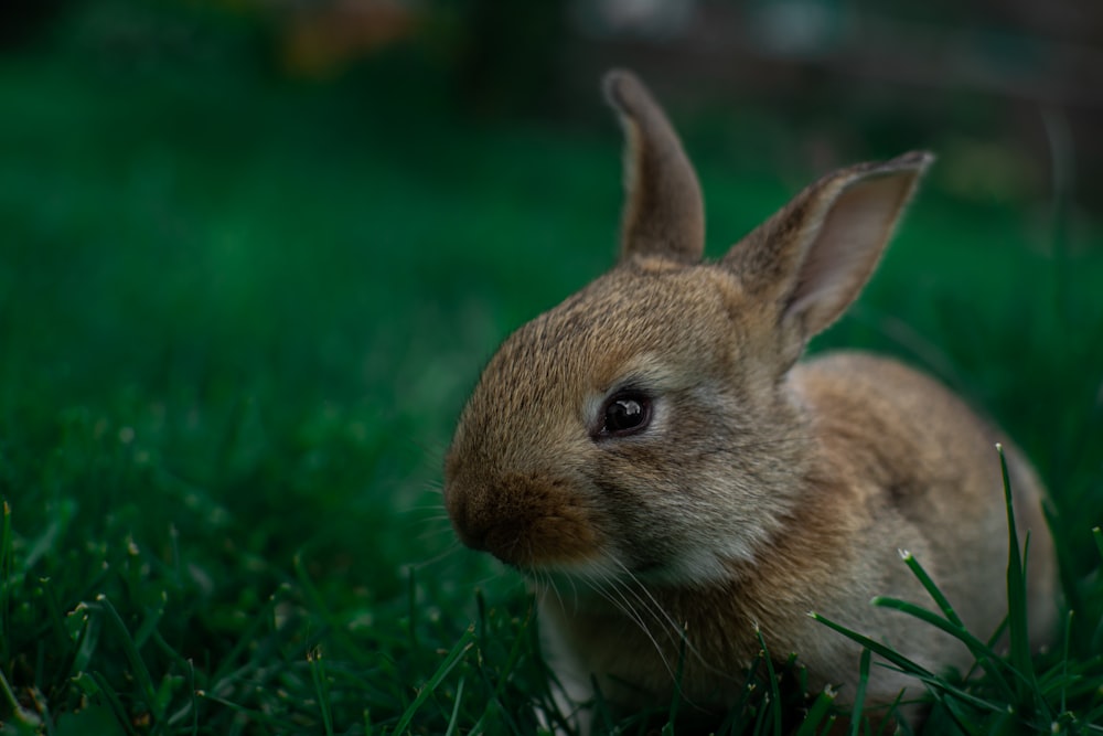 brown rabbit on green grass during daytime