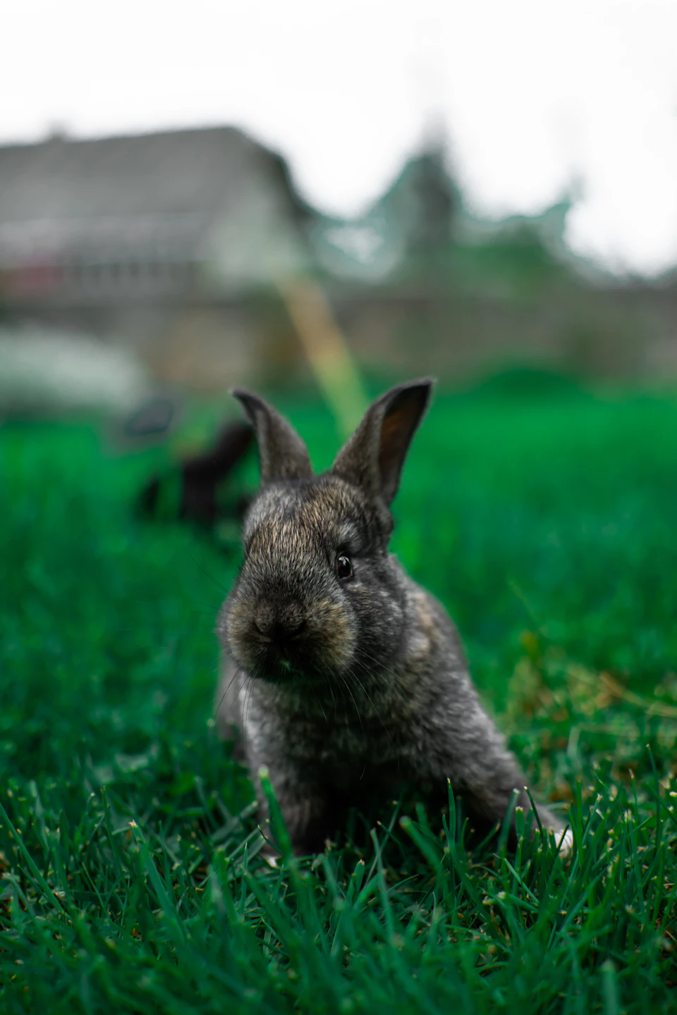 The image shows a small, gray rabbit sitting on a grassy lawn. The rabbit is facing the camera and appears to be looking directly at it. In the background, there are two other rabbits visible, one closer to the foreground and another further away in the distance. A house can also be seen in the background, providing context for the scene.