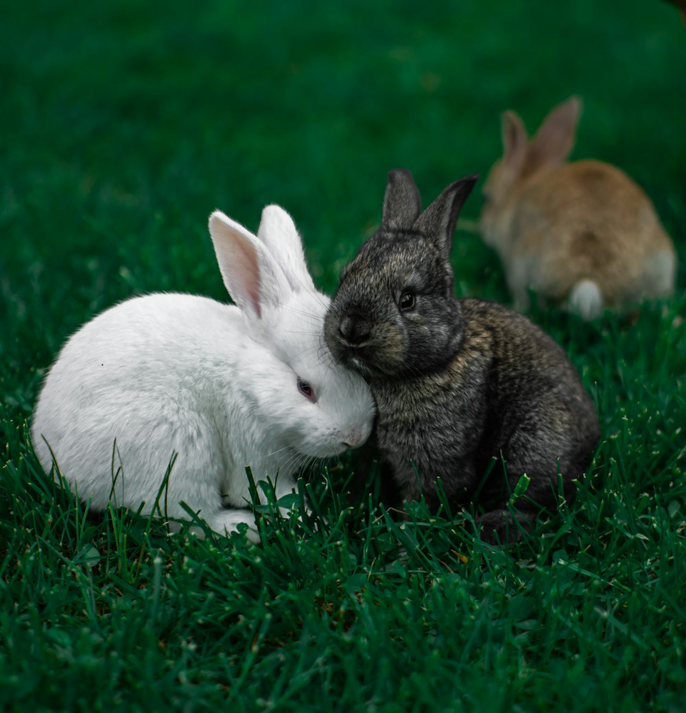 낮 동안 푸른 잔디에 흰 토끼
