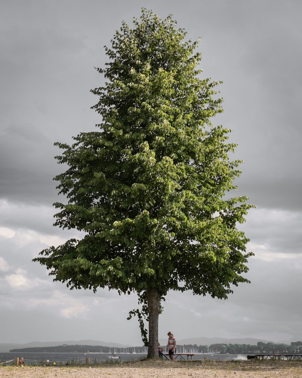 green tree under white clouds during daytime