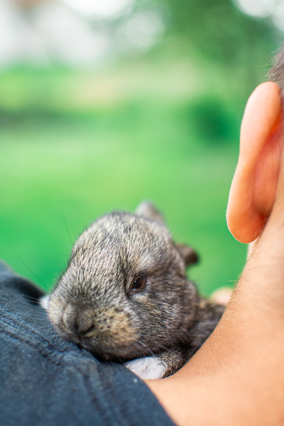 In the image, a person is seen holding a small gray rabbit on their shoulder. The rabbit appears to be looking directly at the camera with an air of curiosity and innocence. The background features a blurred green landscape that adds depth to the scene.