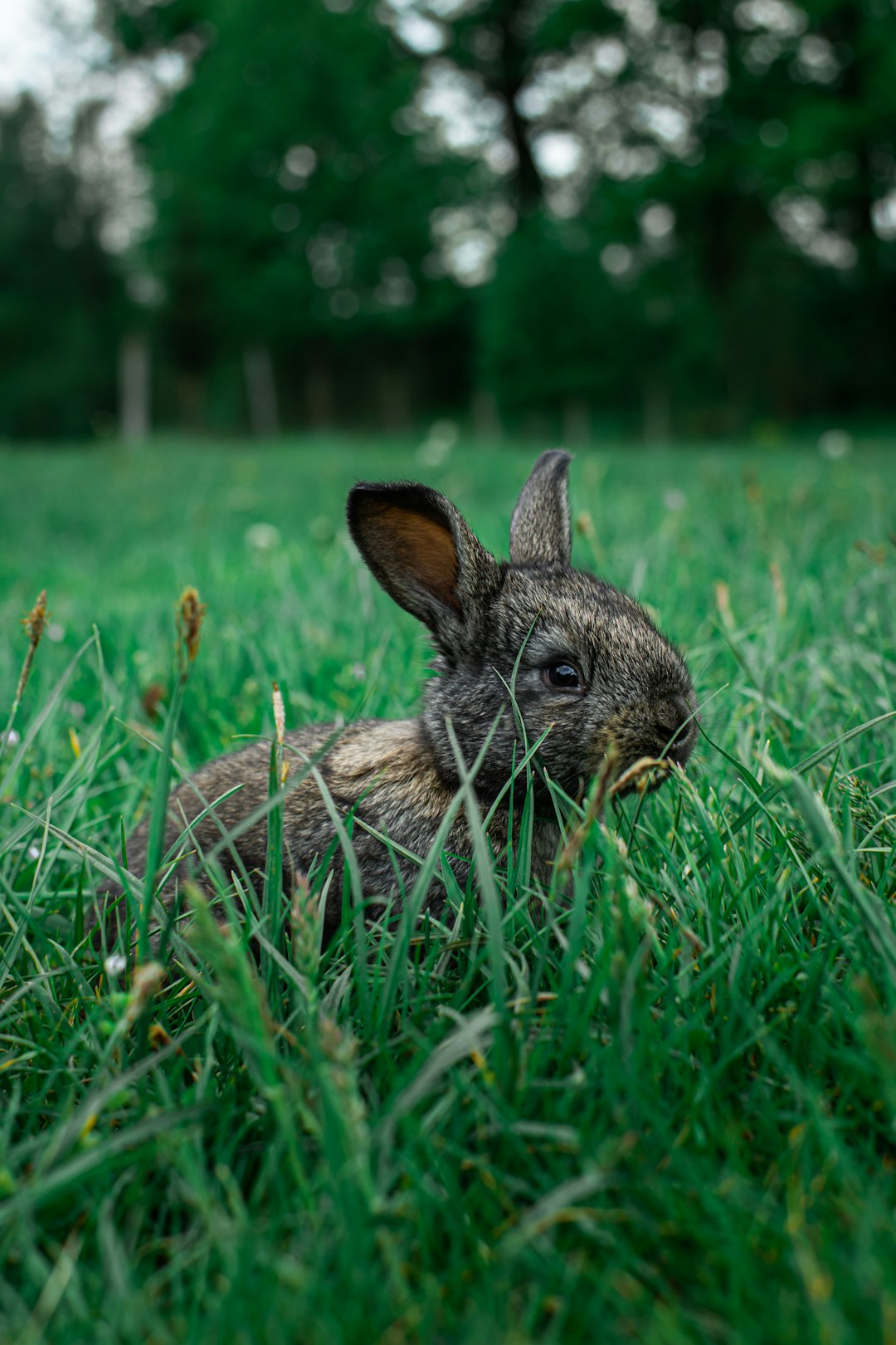 brown rabbit on green grass during daytime