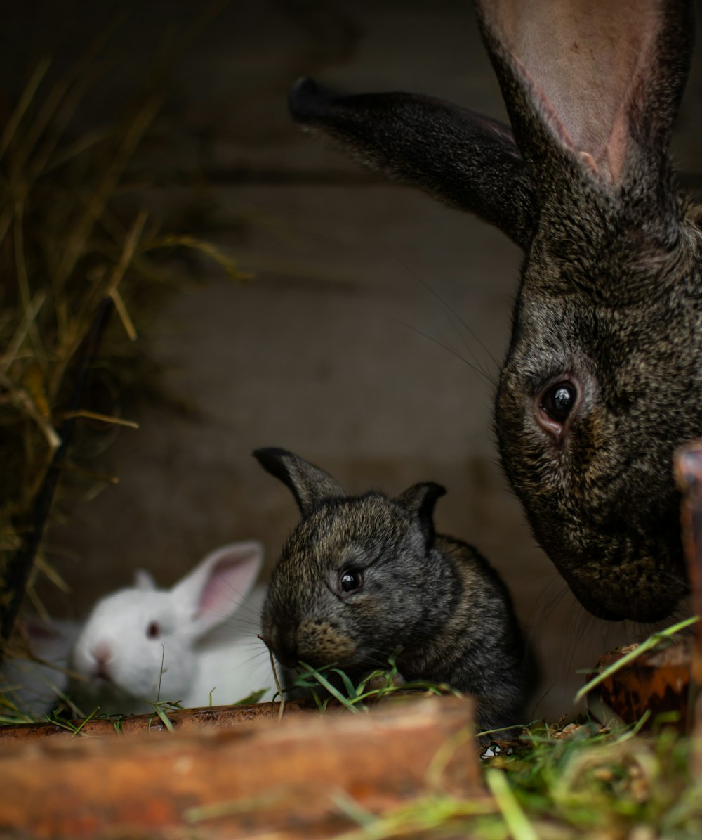 two white and gray rabbit on brown soil