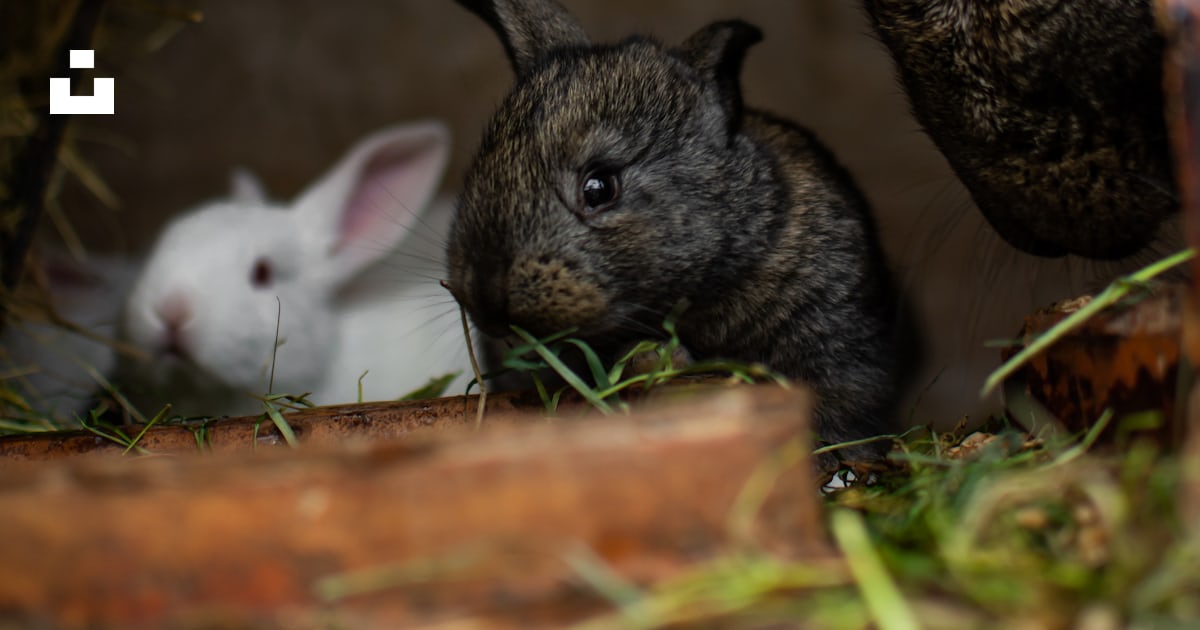 Two white and gray rabbit on brown soil photo – Free Grey Image on Unsplash