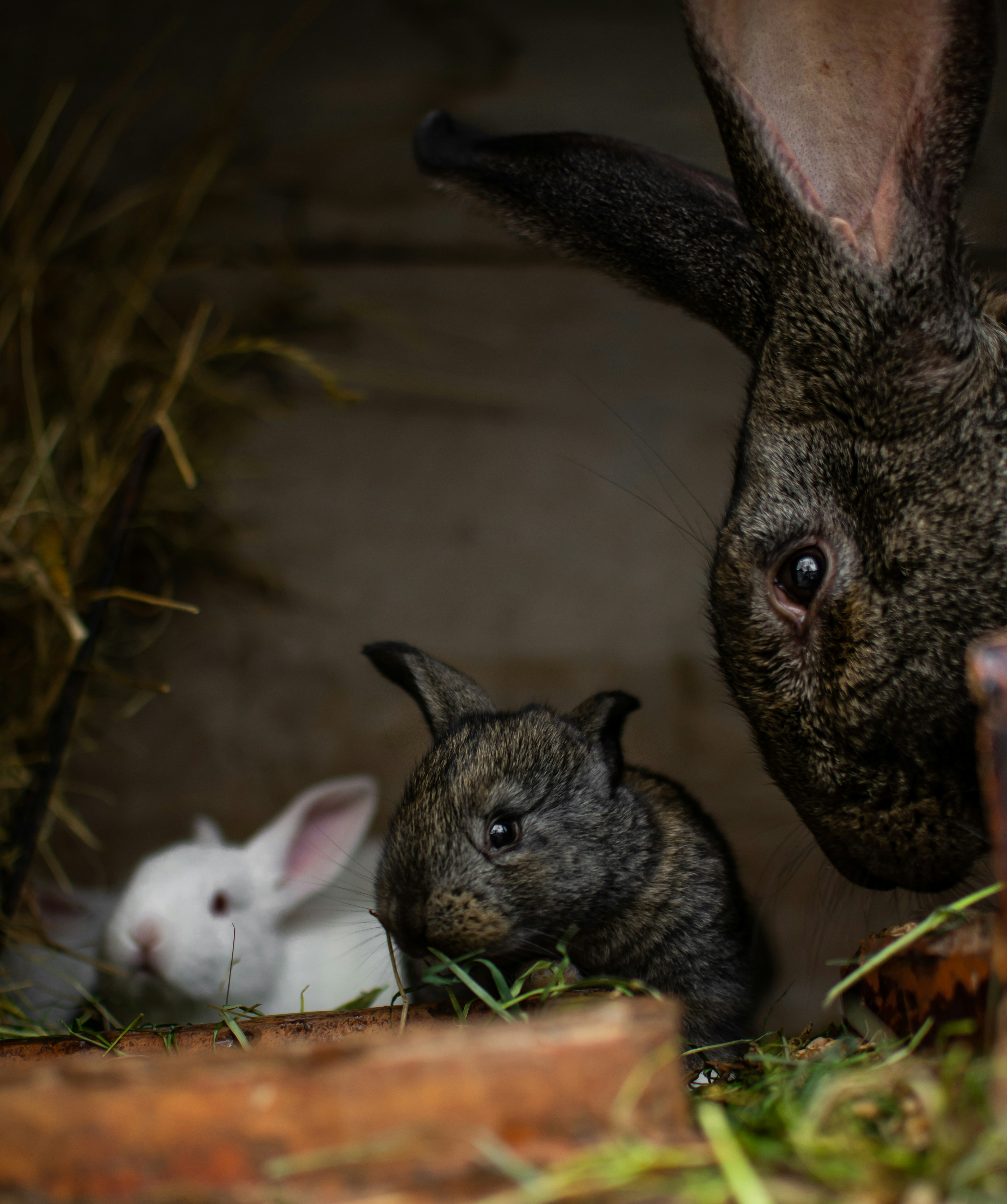 two white and gray rabbit on brown soil