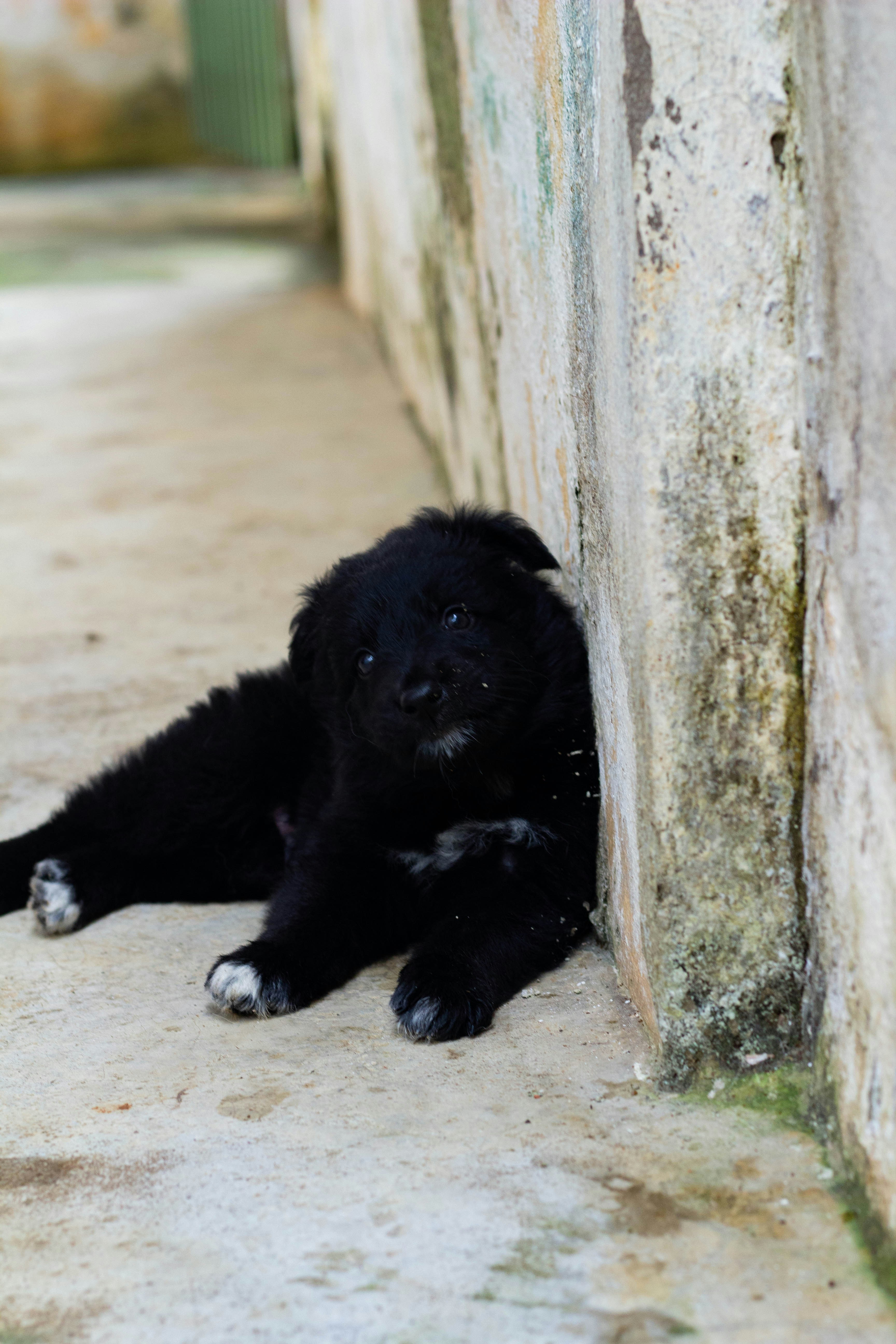 cachorro de pelo corto blanco y negro acostado en arena marrón durante el día