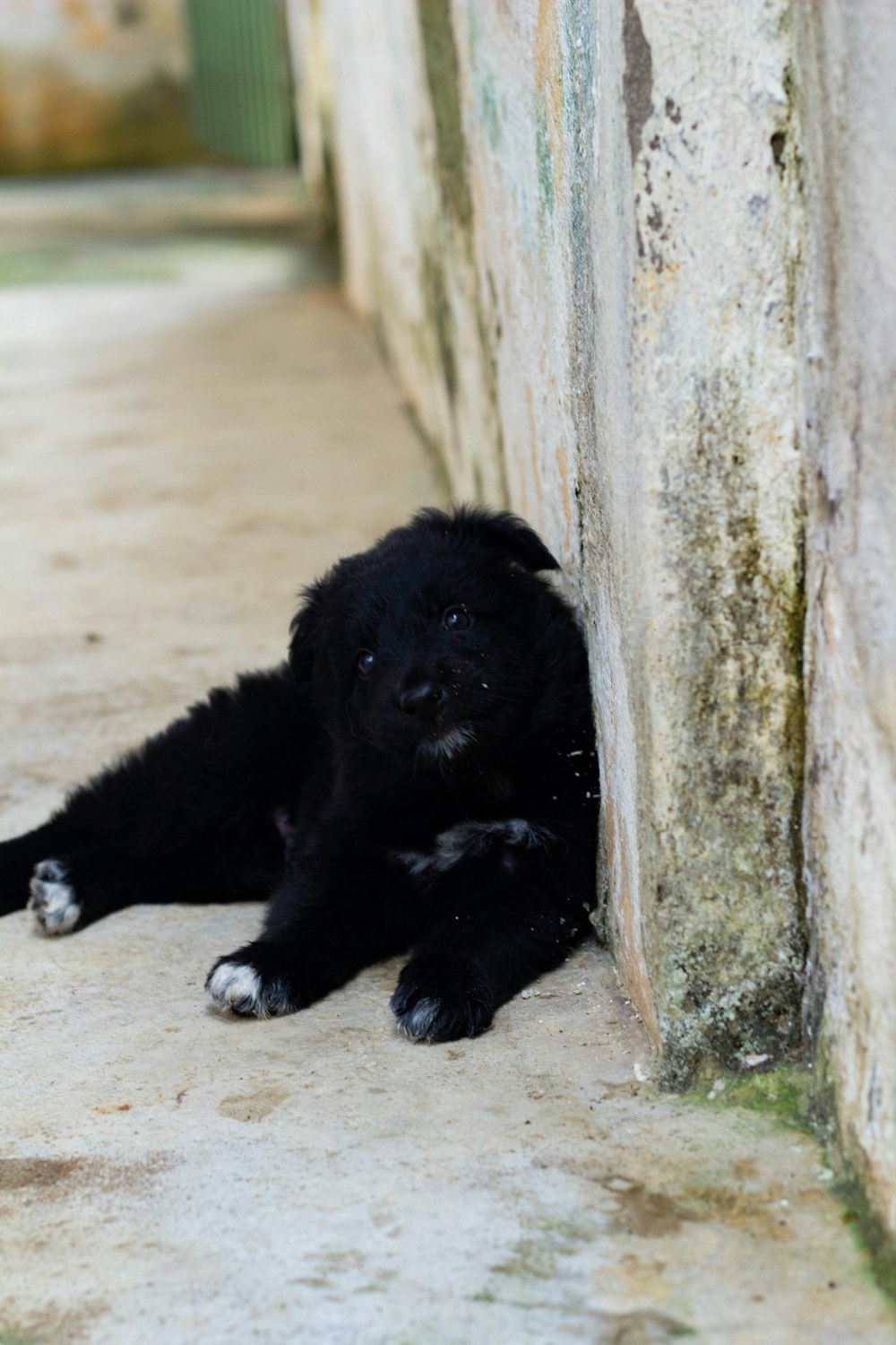 black and white short coated puppy lying on brown sand during daytime