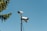 Three surveillance cameras are mounted on a tall pole against a clear blue sky, with a branch of a tree on the left side adding a touch of nature to the scene.