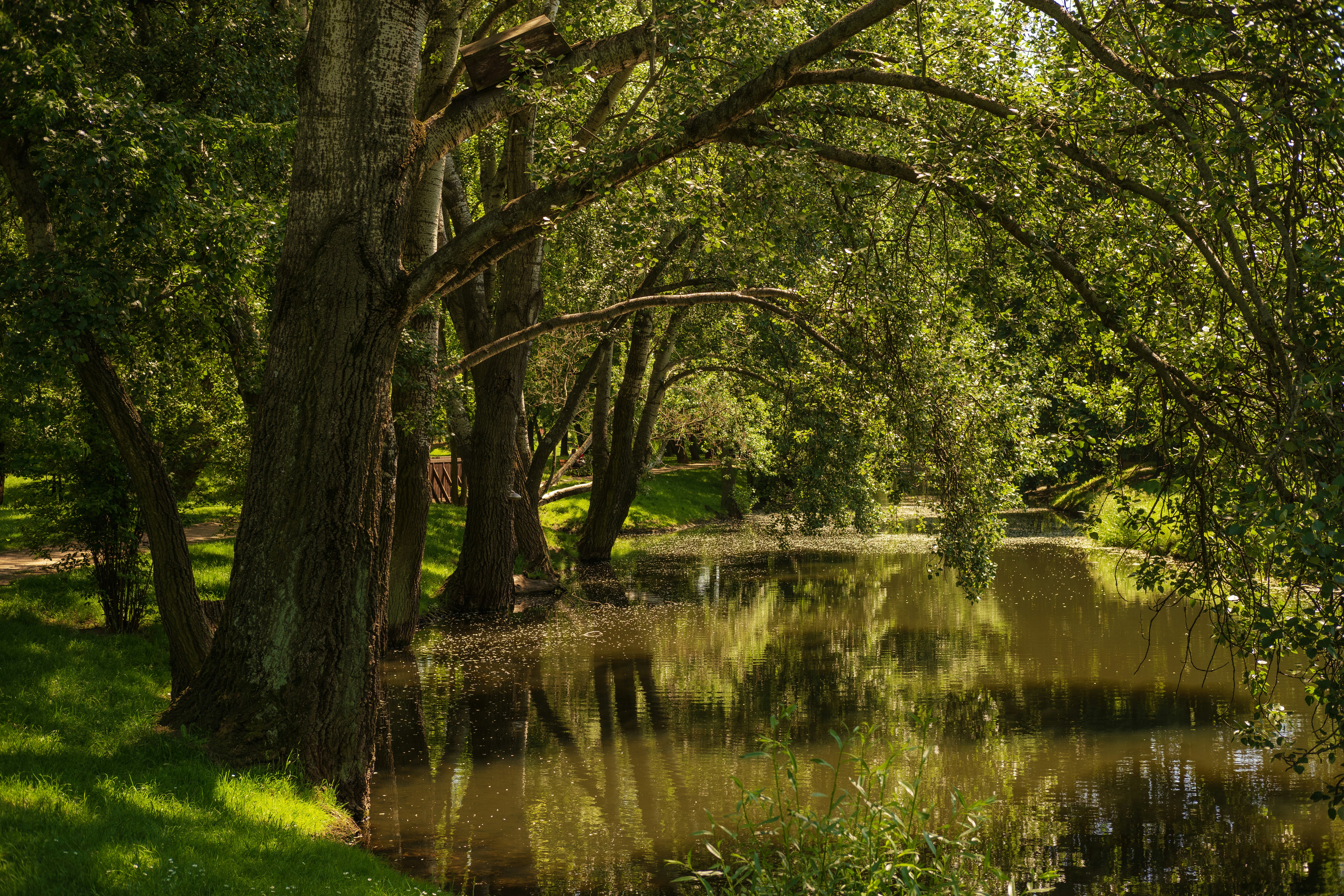 green grass and trees near lake during daytime