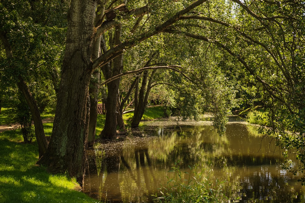 green grass and trees near lake during daytime