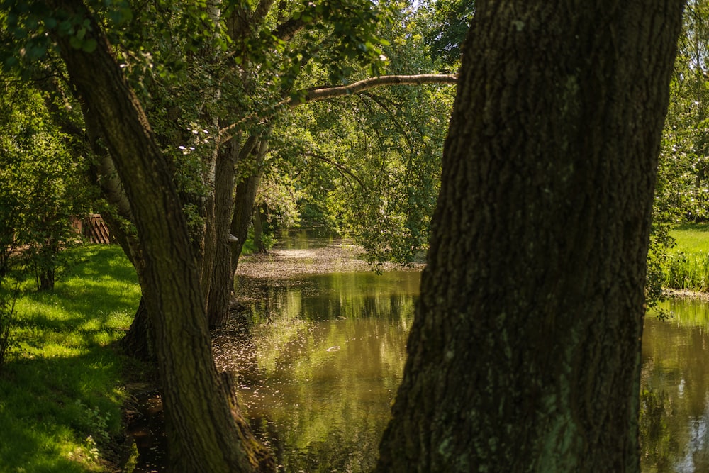 green trees beside river during daytime