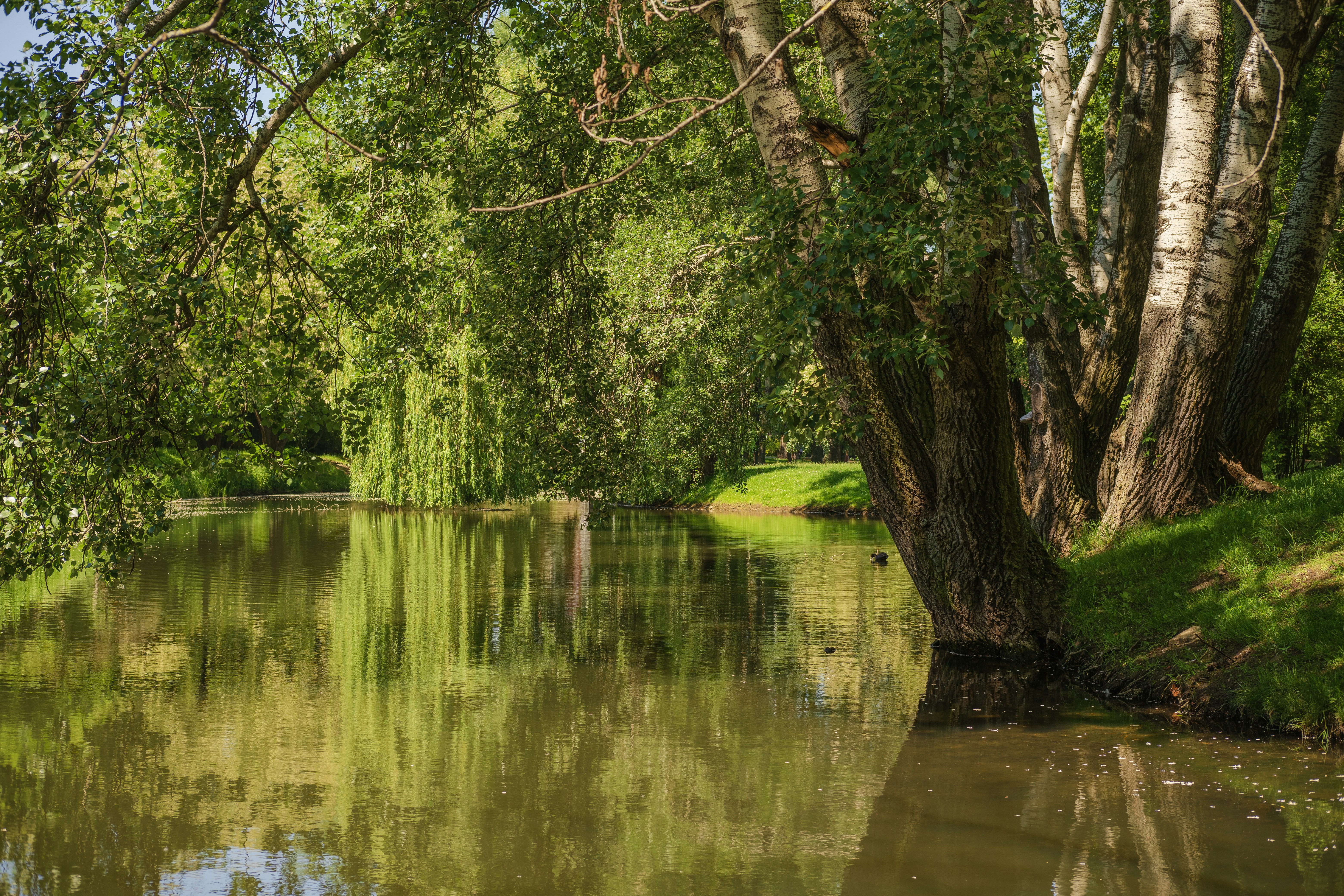 green trees beside river during daytime