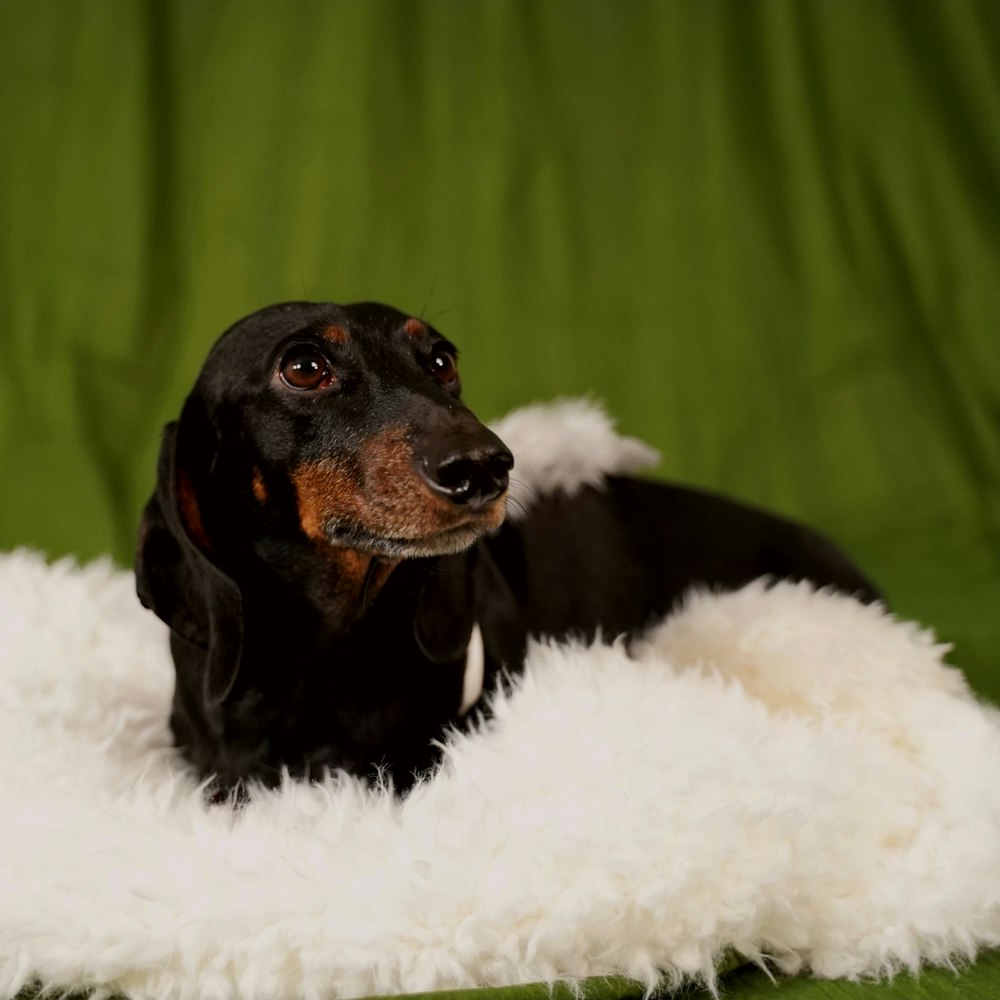 白い敷物の上に横たわる黒と茶色の犬