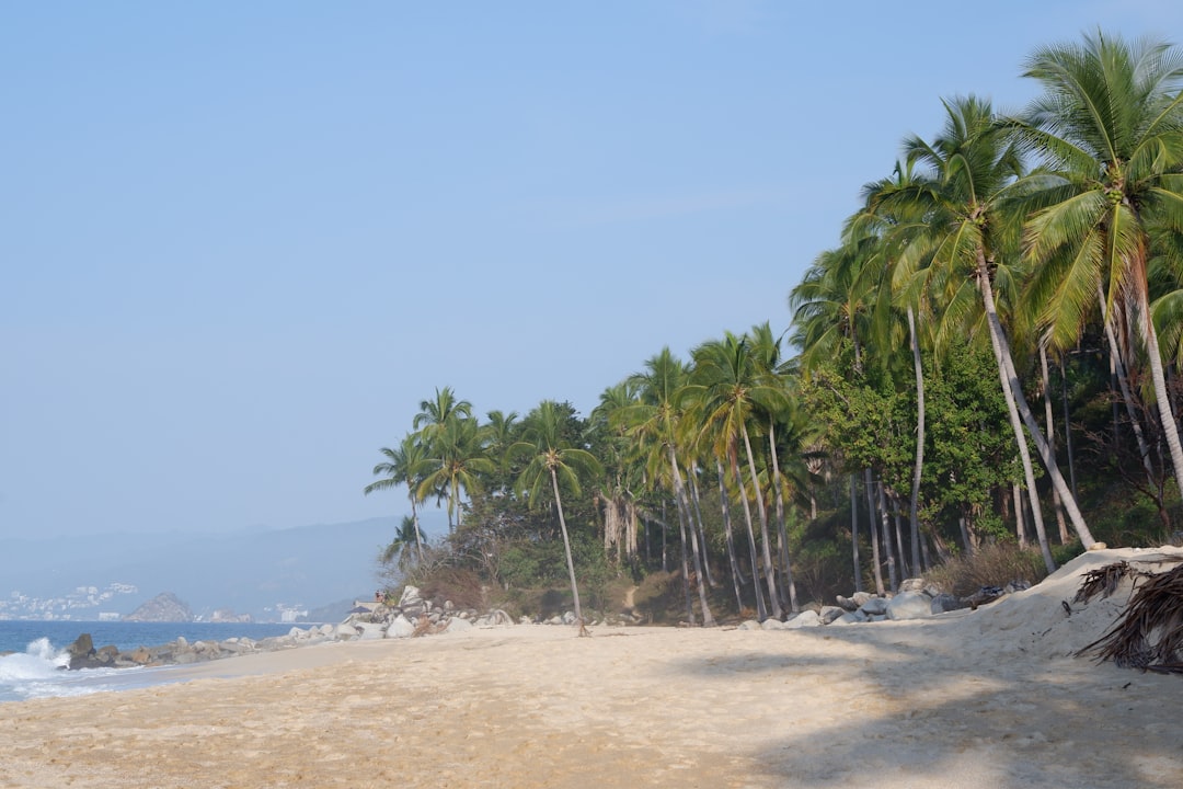green palm trees on beach during daytime, Paradise beach, palm trees