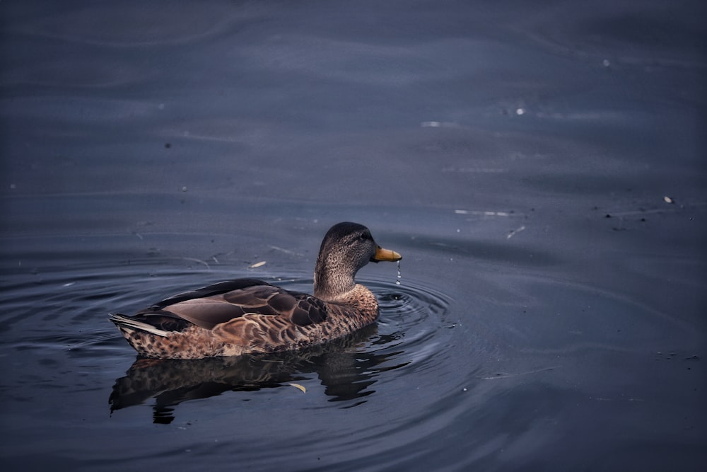 brown duck on water during daytime