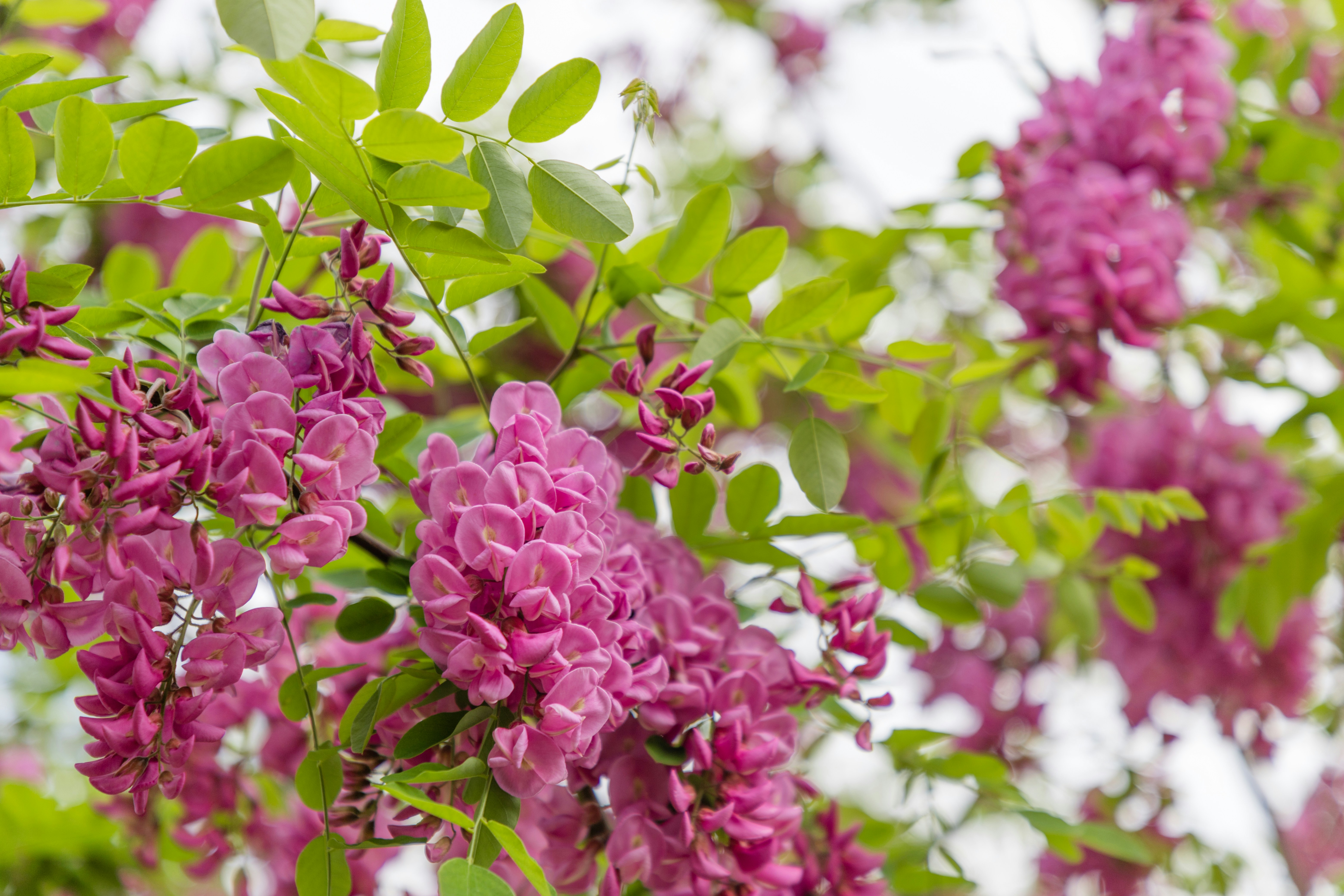 pink flowers with green leaves pretty teams background
