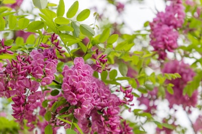 pink flowers with green leaves pretty zoom background