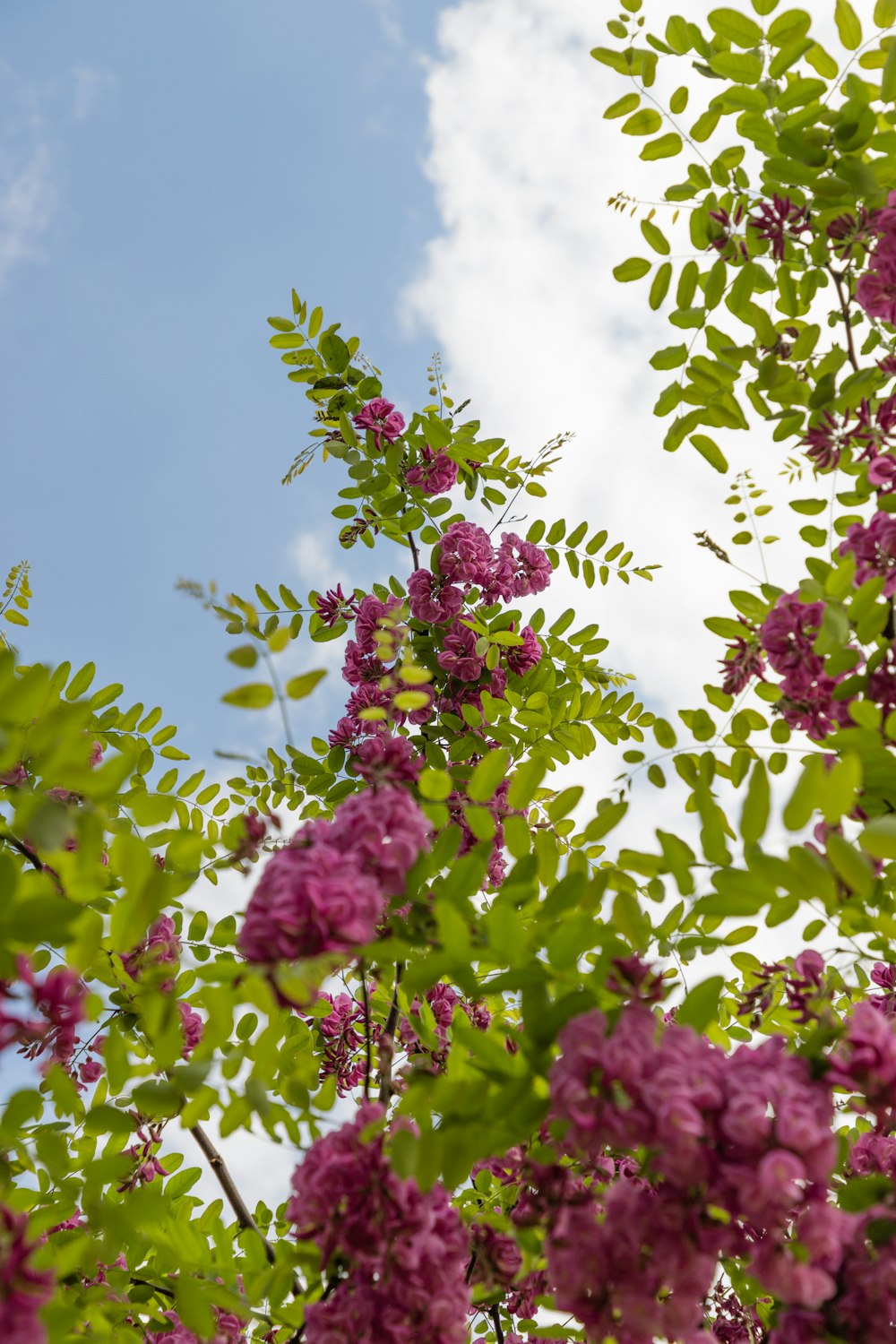 pink flowers with green leaves under blue sky during daytime