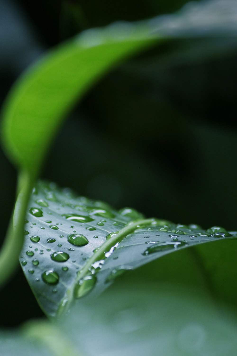 water droplets on green leaf