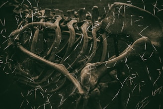 Close-up of forensic anthropologist examining human bones in a laboratory setting.