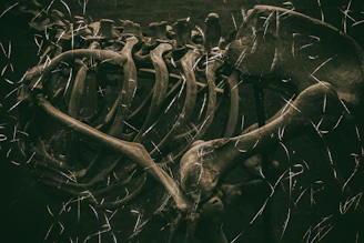 A researcher examining ancient human bones alongside modern heart scans