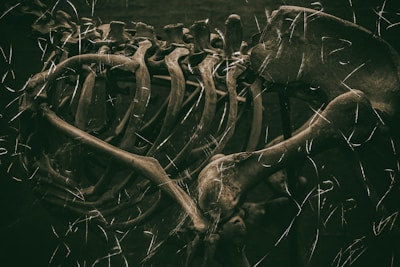 Close-up of forensic anthropologist examining human bones in a laboratory setting.