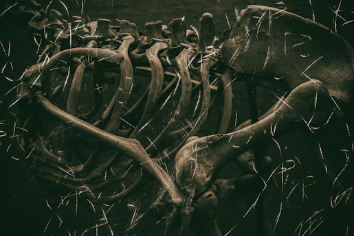 A researcher examining ancient human bones alongside modern heart scans
