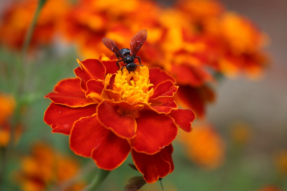 black and yellow bee on orange flower