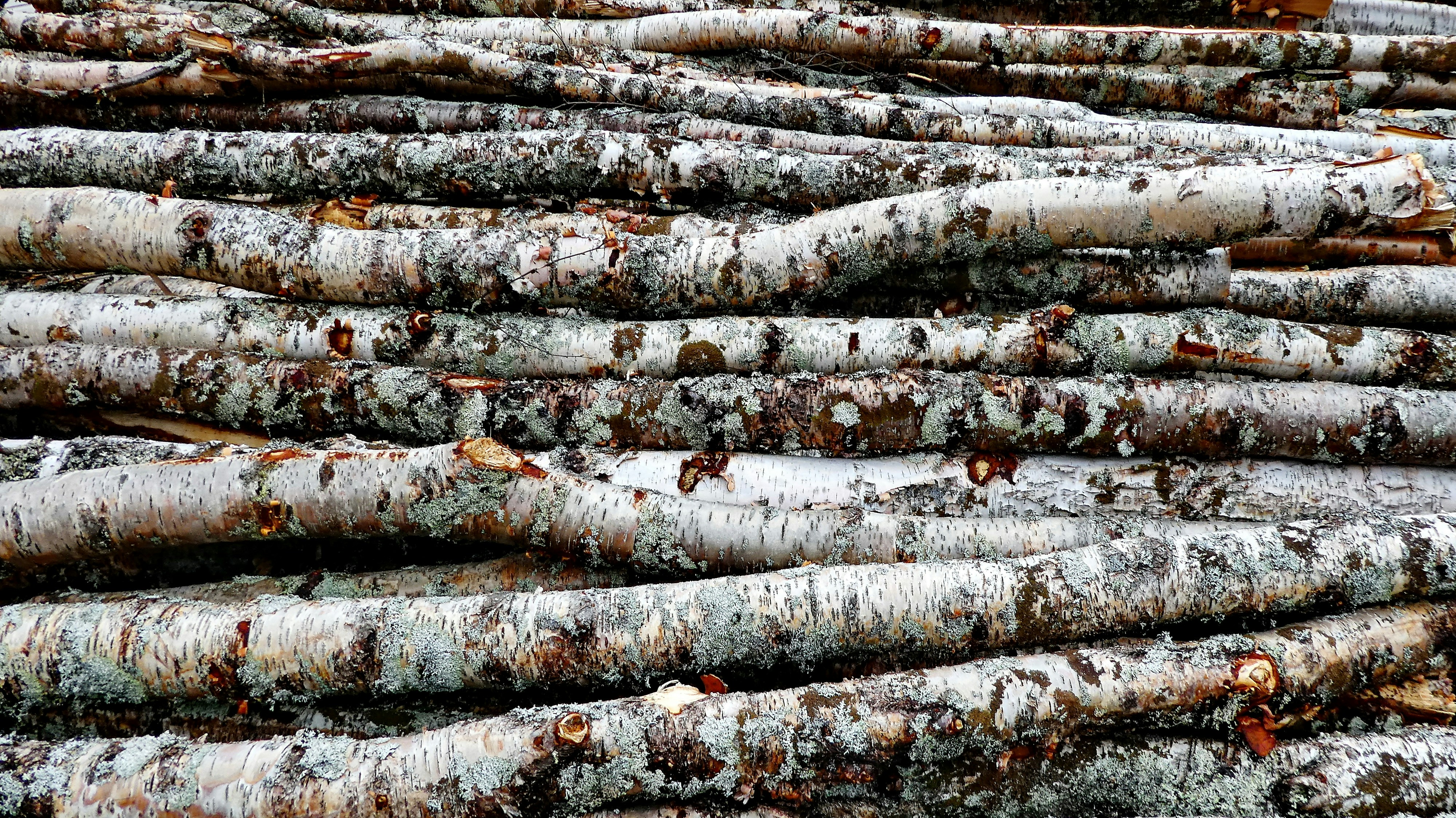 brown and gray wood logs