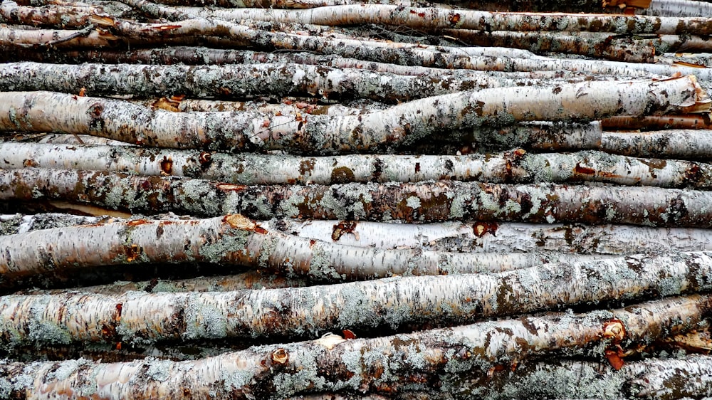 tronchi di legno marroni e grigi