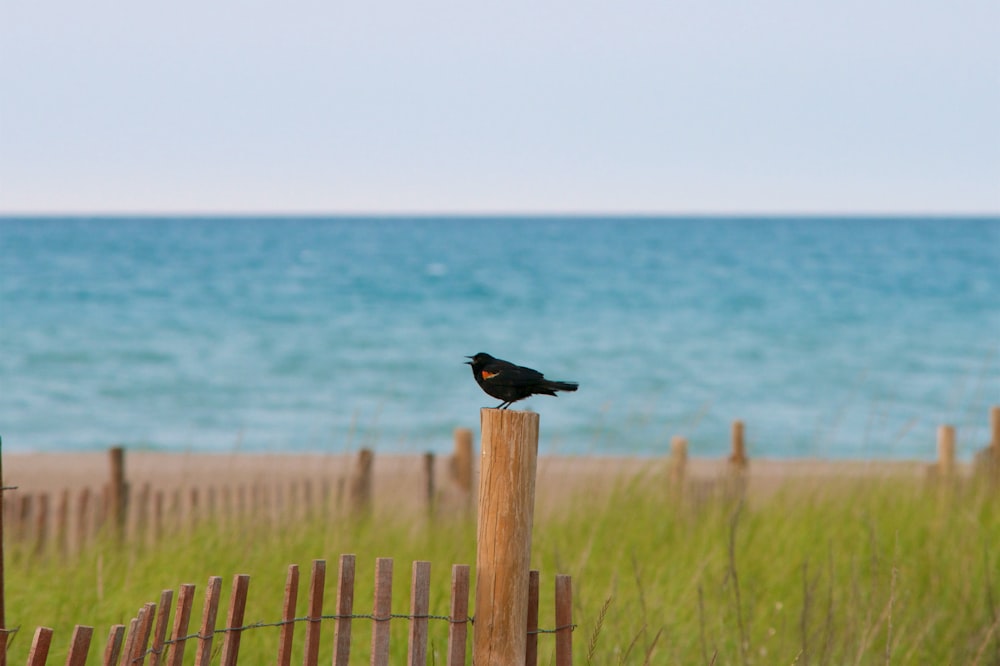 black bird on brown wooden fence during daytime