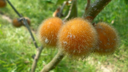 Mejorando la Identificación de Frutas en la Producción Agrícola