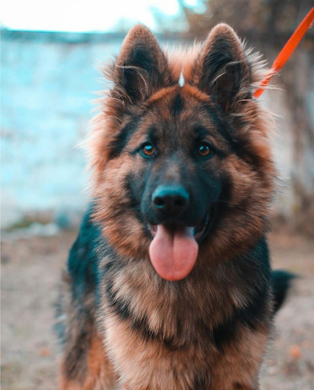 black and tan german shepherd