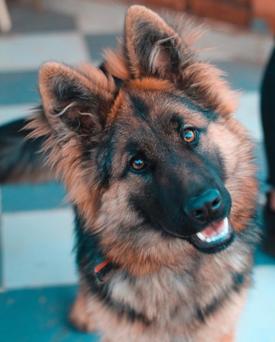 German Shepherd