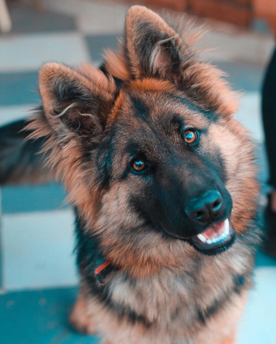 Dog learning obedience