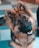 Luna le Berger Allemand