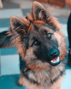 German Shepherd in Field