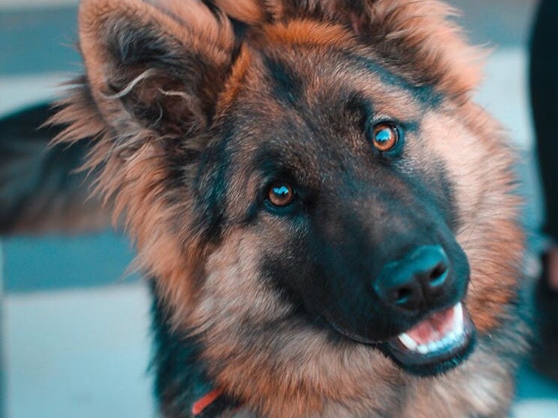 German Shepherd