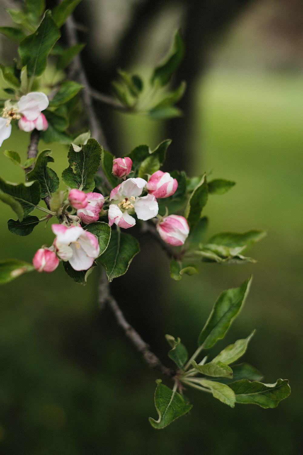 pink and white flowers on brown tree branch