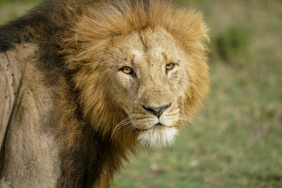 Wildlife photo spot Kenya Lewa Wildlife Conservancy