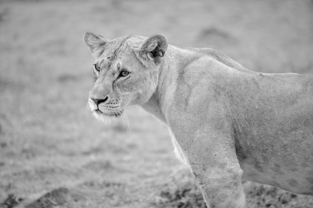 grayscale photo of lioness on grass field