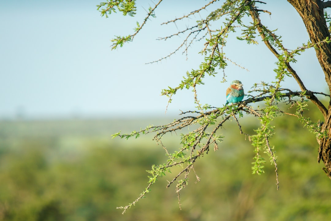 blue and brown bird on brown tree branch during daytime