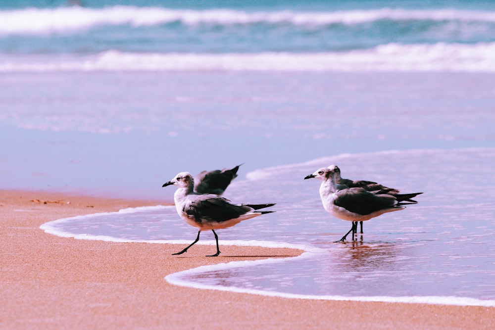 white and black bird on beach during daytime