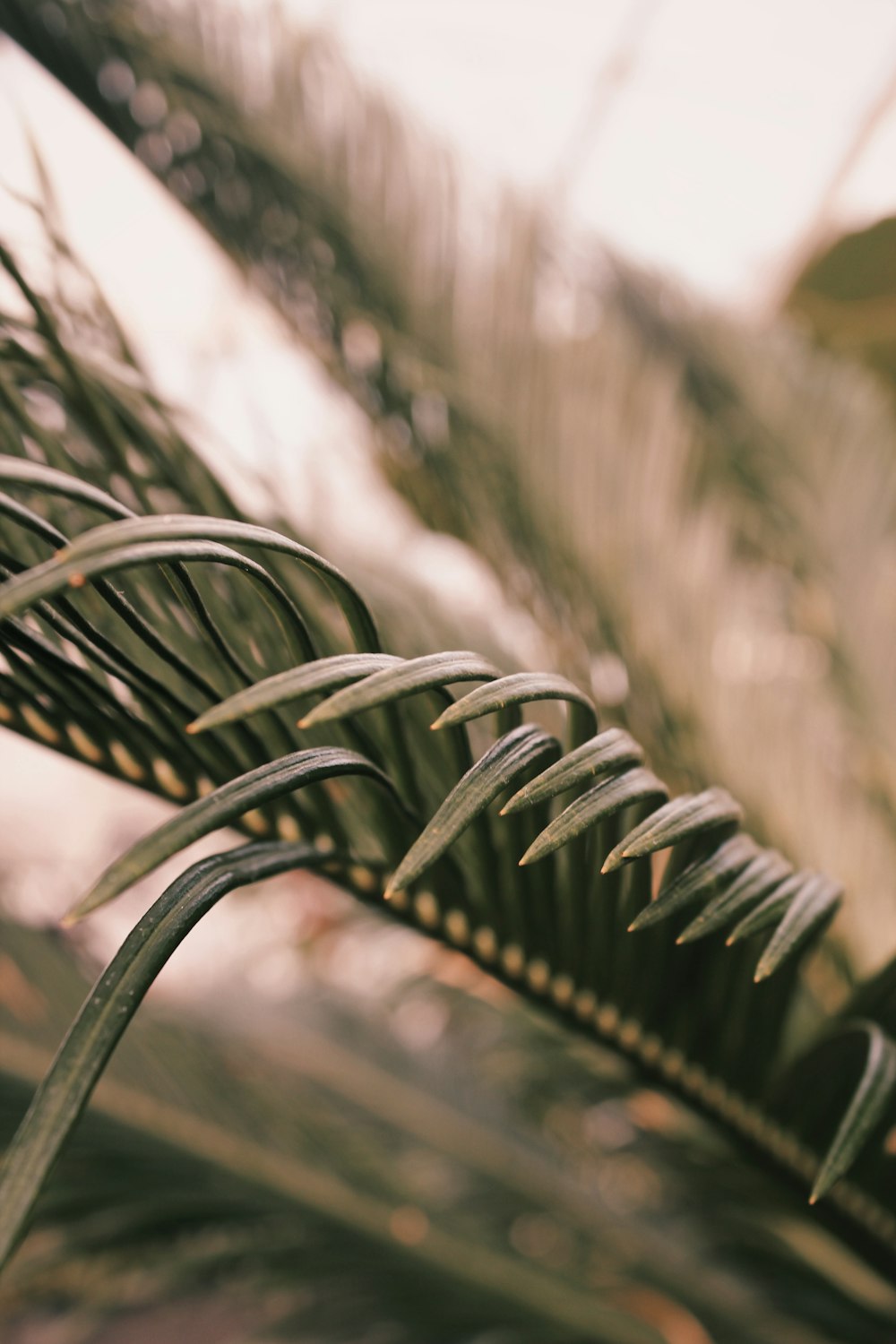 green plant in close up photography