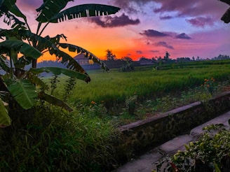 Sunset view over Bali's iconic rice terraces with vibrant orange sky.
